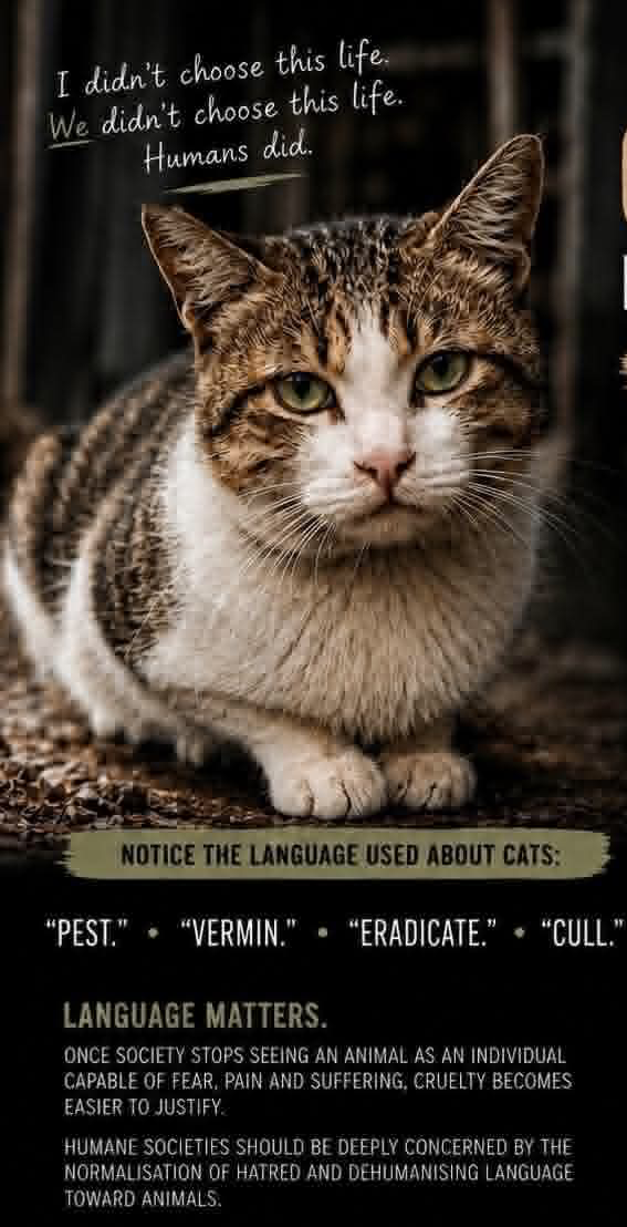 catcrisis2